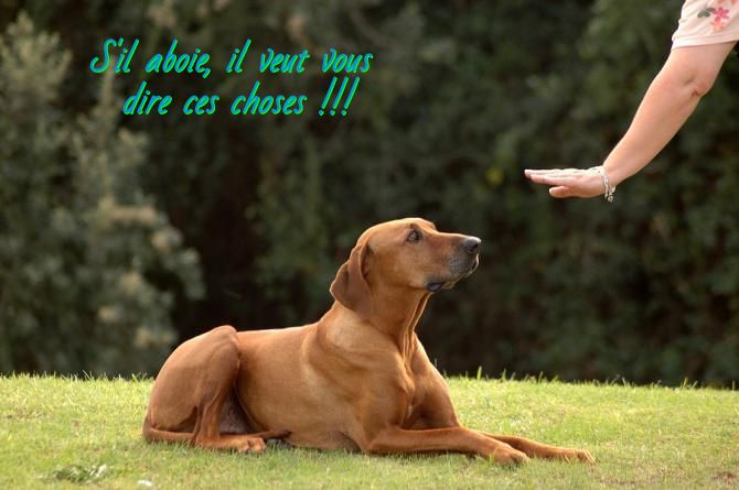 S'il aboie , il veut vous dire ces choses S'il aboie, il veut vous dire ces choses !!!