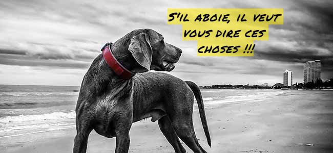 J'ai besoin de quelque chose S'il aboie, il veut vous dire ces choses !!!