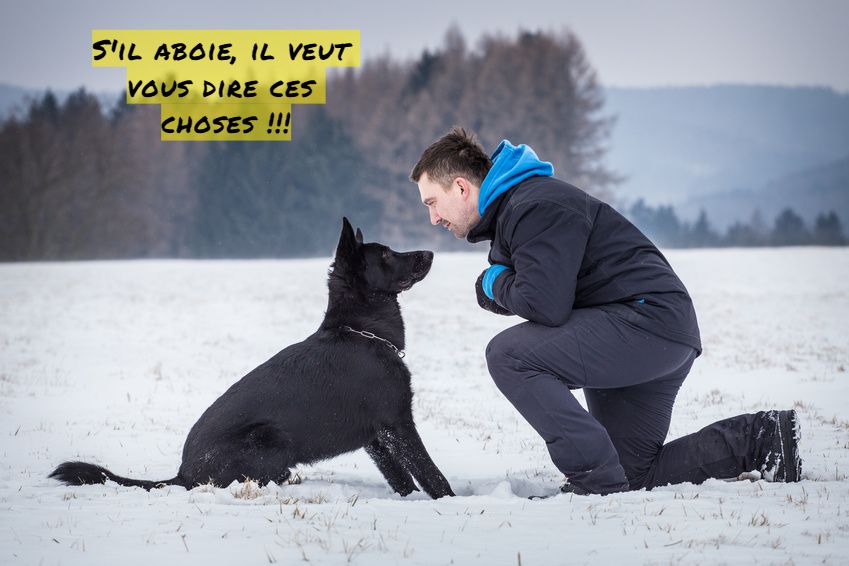 Je m'ennuie S'il aboie, il veut vous dire ces choses !!!