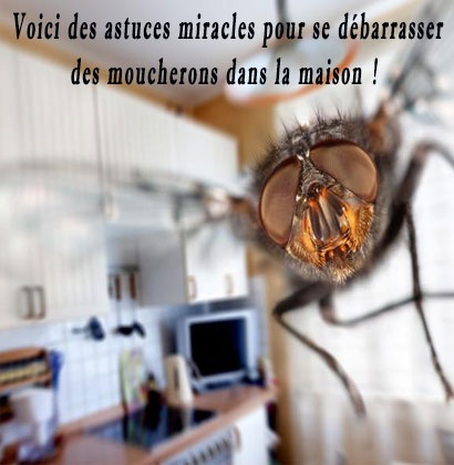 Voici des astuces miracles pour se débarrasser des moucherons dans la maison !