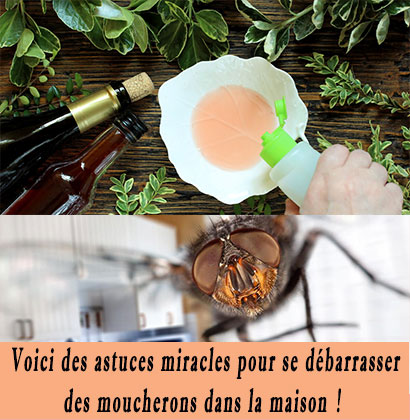 Voici des astuces miracles pour se débarrasser des moucherons dans la maison !