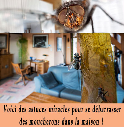 Voici des astuces miracles pour se débarrasser des moucherons dans la maison !