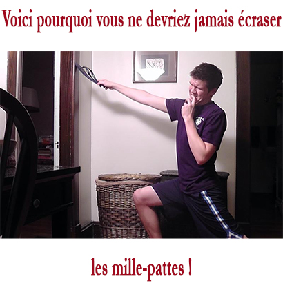 Voici pourquoi vous ne devriez jamais écraser les mille-pattes !