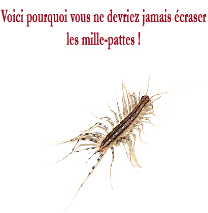 Voici pourquoi vous ne devriez jamais écraser les mille-pattes !