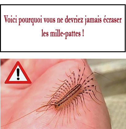 Voici pourquoi vous ne devriez jamais écraser les mille-pattes !