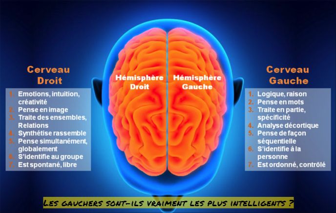 Les gauchers les plus intelligents Les gauchers sont-ils vraiment les plus intelligents ?