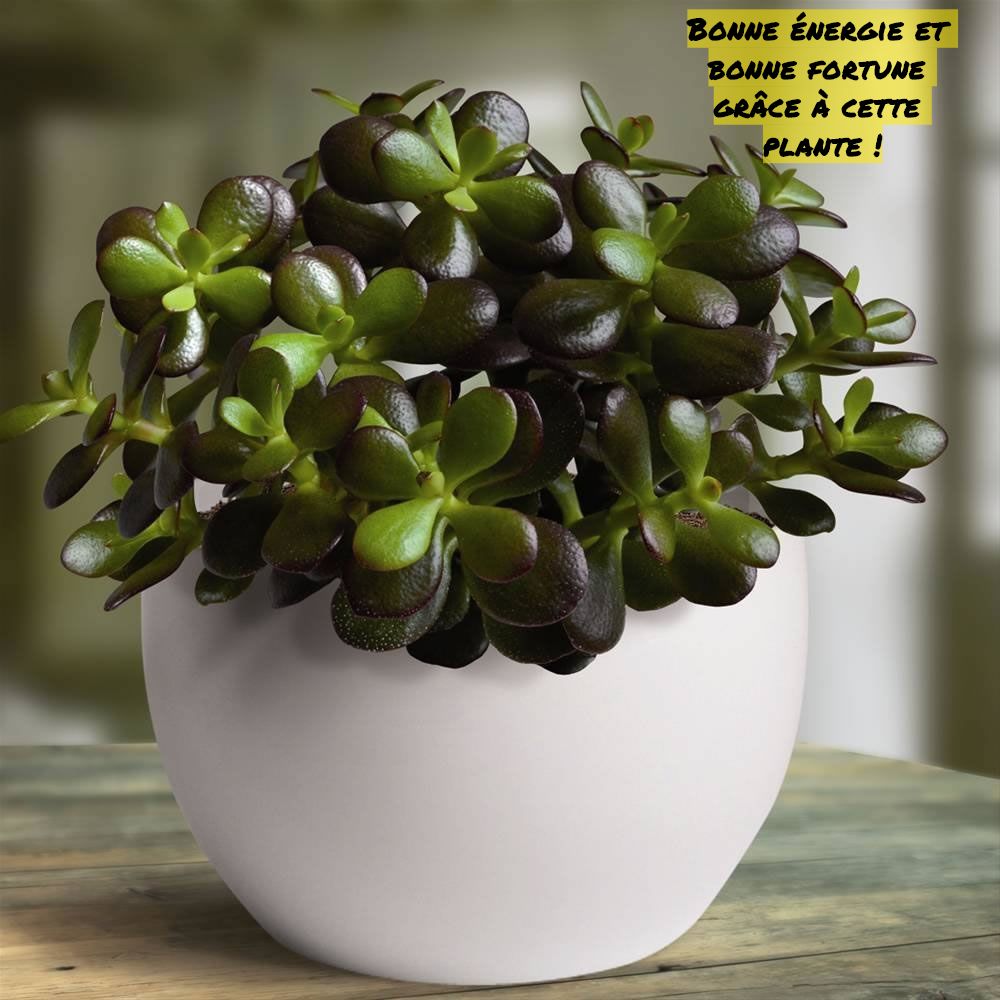 Bonne énergie et bonne fortune grâce à cette plante