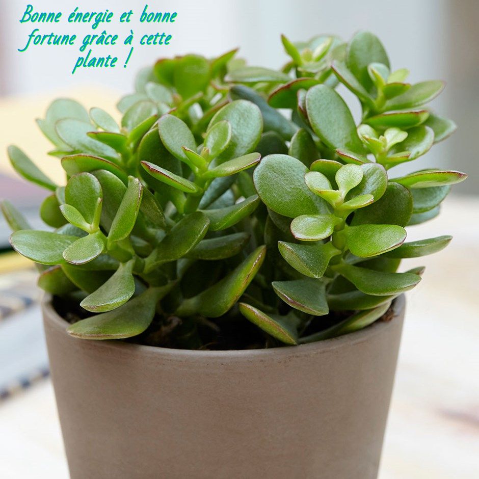 Bonne énergie et bonne fortune grâce à cette plante