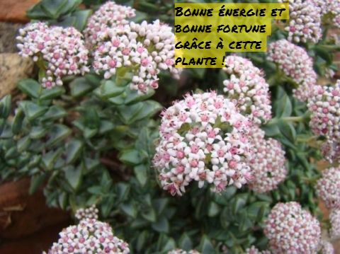 Bonne énergie et bonne fortune grâce à cette plante