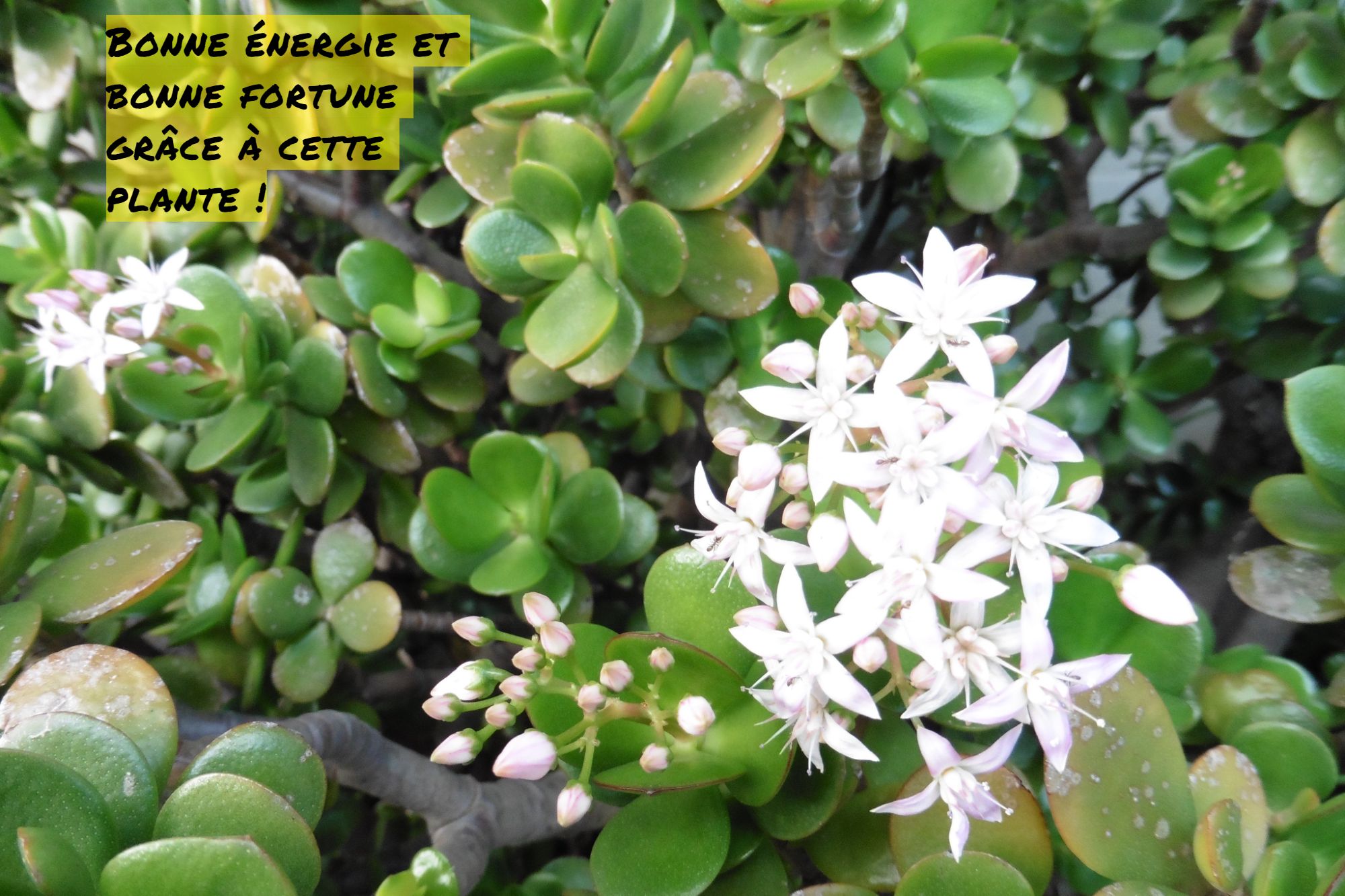 Bonne énergie et bonne fortune grâce à cette plante