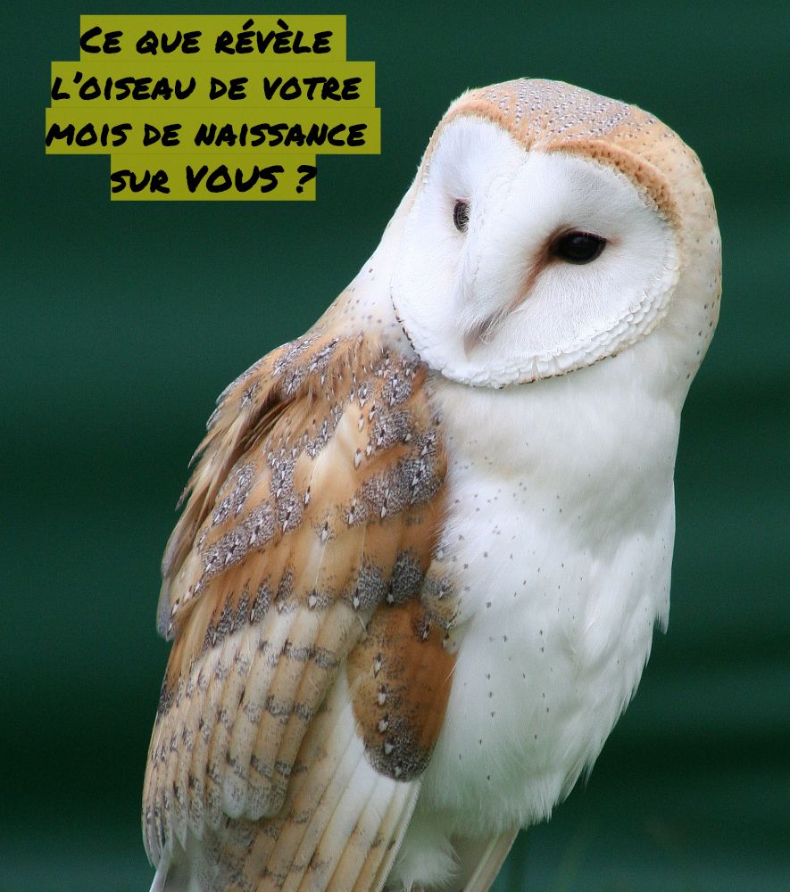 La sage chouette Ce que révèle l’oiseau de votre mois de naissance sur VOUS ?