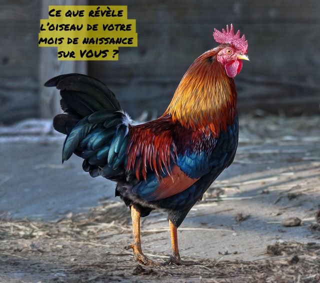 Le coq fidèle Ce que révèle l’oiseau de votre mois de naissance sur VOUS ?