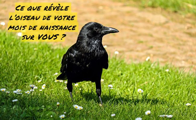Le Mystérieux corbeau Ce que révèle l’oiseau de votre mois de naissance sur VOUS ?