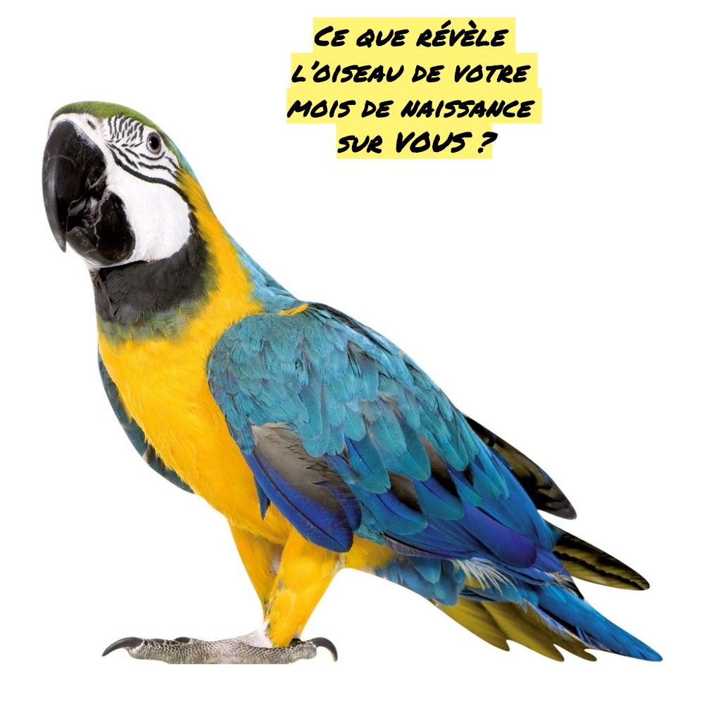 Le perroquet créatif Ce que révèle l’oiseau de votre mois de naissance sur VOUS ?