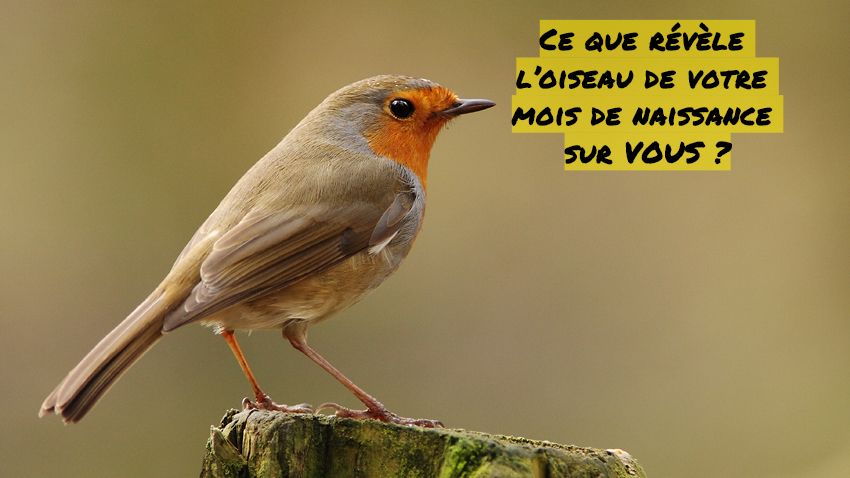 Le rouge-gorge printanier Ce que révèle l’oiseau de votre mois de naissance sur VOUS ?