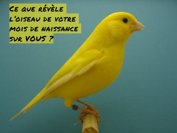 Le Canari Ce que révèle l’oiseau de votre mois de naissance sur VOUS ?