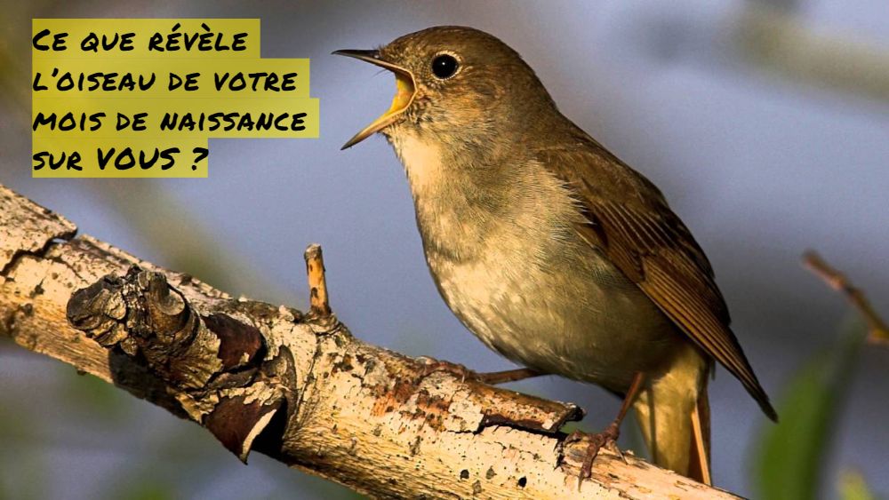 Le Rossignol Ce que révèle l’oiseau de votre mois de naissance sur VOUS ?