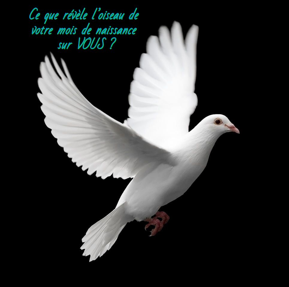 La Royale Colombe Ce que révèle l’oiseau de votre mois de naissance sur VOUS ?