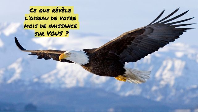 L'aigle confiant Ce que révèle l’oiseau de votre mois de naissance sur VOUS ?