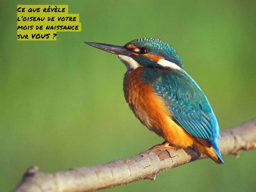 L'amical martin-pécheur Ce que révèle l’oiseau de votre mois de naissance sur VOUS ?