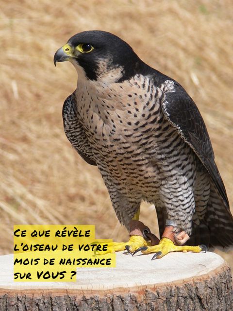 Le Brave Faucon Ce que révèle l’oiseau de votre mois de naissance sur VOUS ?