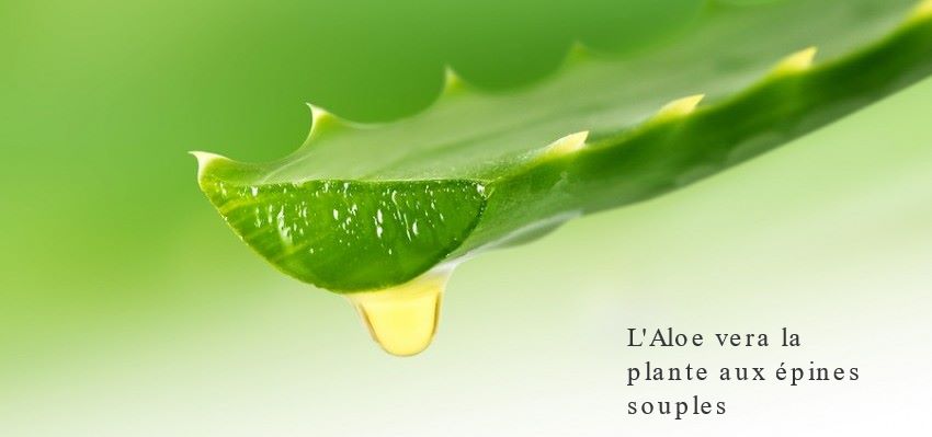 L'Aloe vera la plante aux épines souples