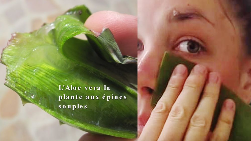 L'Aloe vera la plante aux épines souples