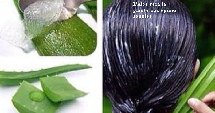 L'Aloe vera la plante aux épines souples