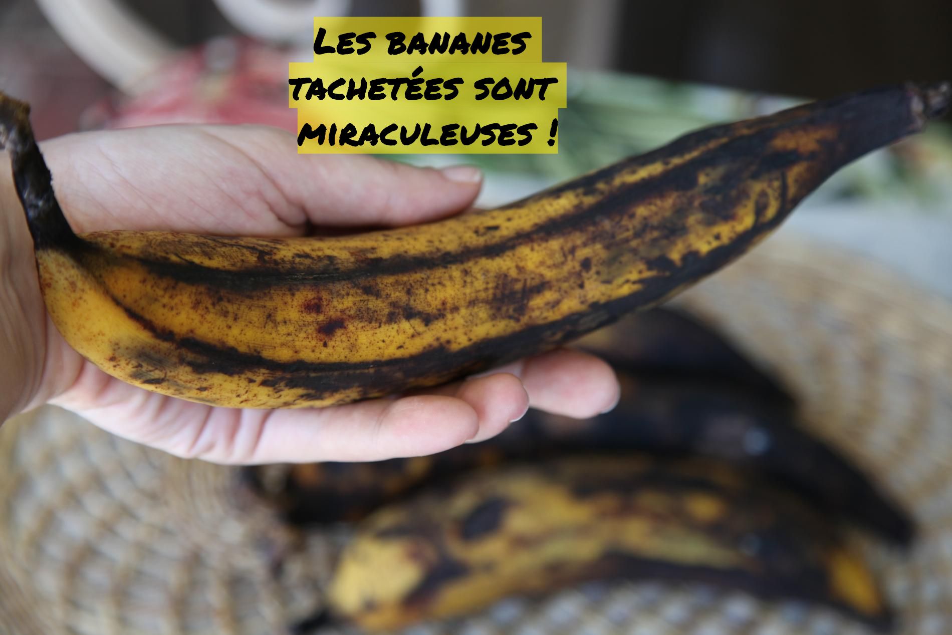 Les bananes tachetées sont bonnes pour la santé Les bananes tachetées sont miraculeuses