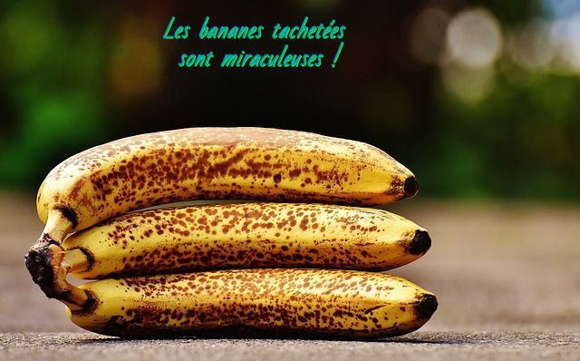 Les bananes tachetées sont nutritives Les bananes tachetées sont miraculeuses