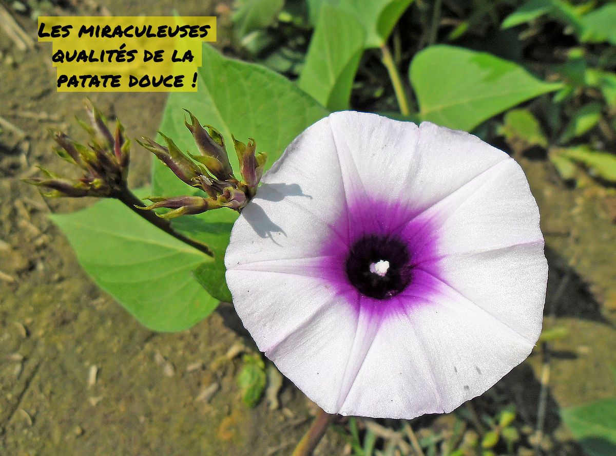 La patate douce Les miraculeuses qualités de la patate douce !