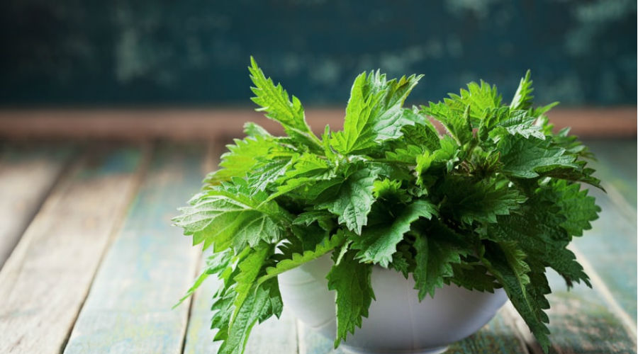 Les plantes médicinales les plus célèbres au monde