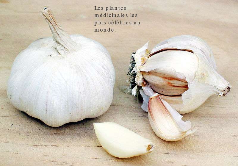 Les plantes médicinales les plus célèbres au monde