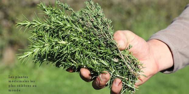 Les plantes médicinales les plus célèbres au monde