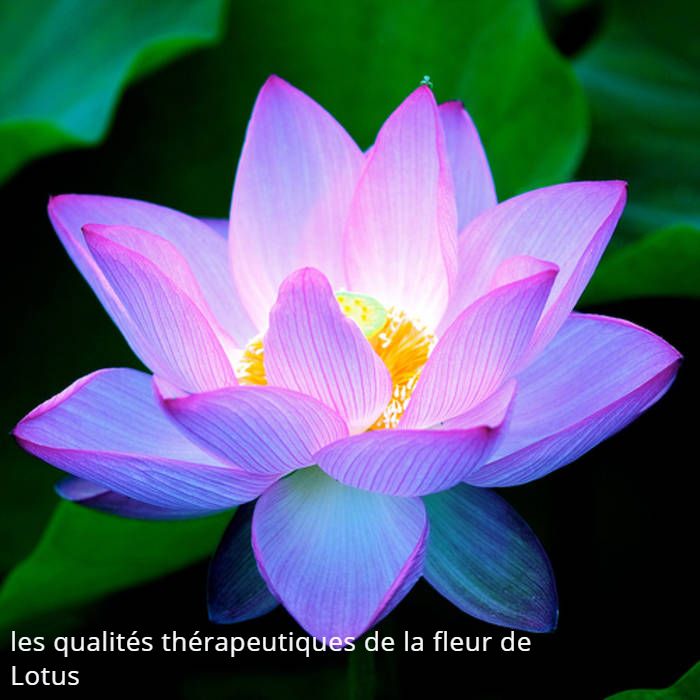 les qualités thérapeutiques de la fleur de Lotus