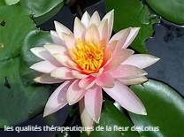 les qualités thérapeutiques de la fleur de Lotus