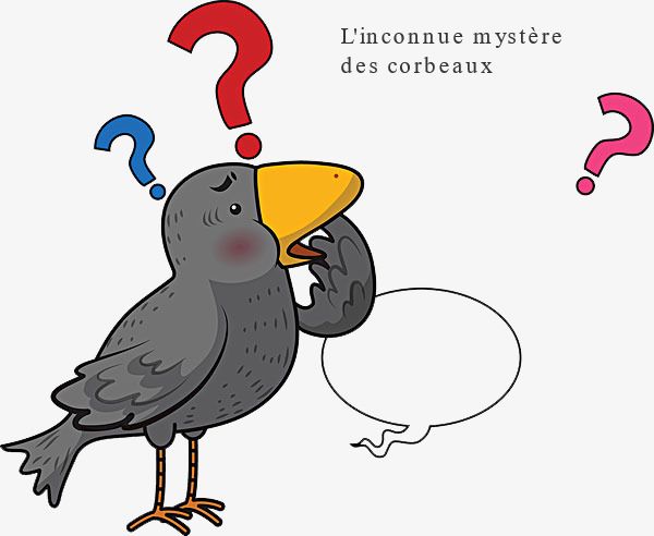 L'inconnue mystère des corbeaux