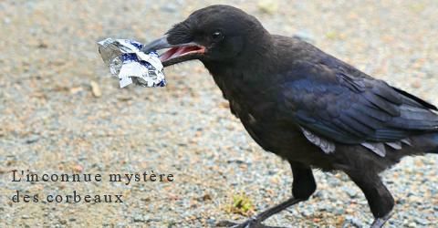 L'inconnue mystère des corbeaux