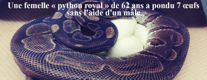 Une femelle « python royal » de 62 ans a pondu 7 œufs sans l'aide d'un mâle