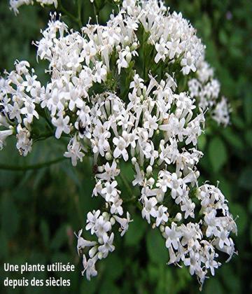 La valériane est une plante présente à la fois en Europe et en Asie du nord. Elle doit son nom au mot latin « valere » qui signifie être fort ou être en bonne santé
