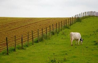 Tuée par une vache le jour de son mariage