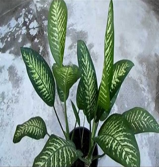 Méfiez-vous de cette plante Cette plante peut tuer un enfant en une minute !!