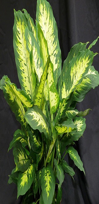 La plante qui peut vous tuer en une minute Cette plante peut tuer un enfant en une minute !!