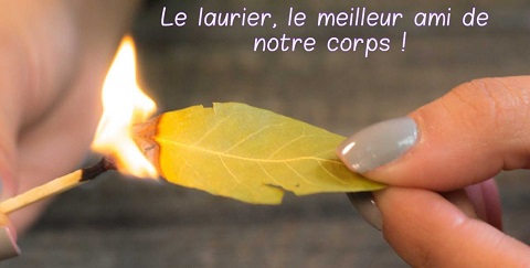 Le laurier, le meilleur ami de notre corps !