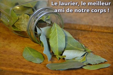 Le laurier, le meilleur ami de notre corps !