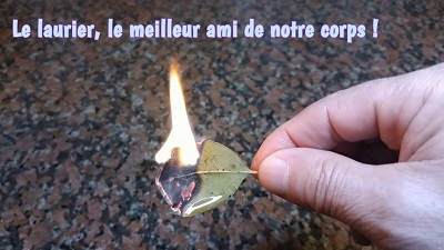 Le laurier, le meilleur ami de notre corps !