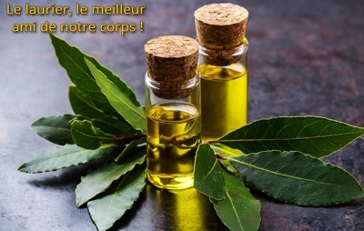 Le laurier, le meilleur ami de notre corps !