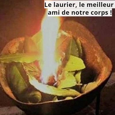 Le laurier, le meilleur ami de notre corps !