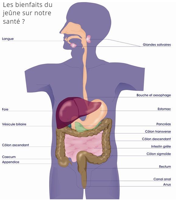 Les bienfaits du jeune sur notre santé Les bienfaits du jeûne sur notre santé ?
