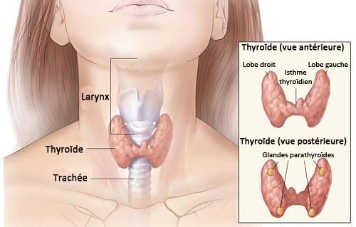 Tous ce que vous devez savoir sur le cure de hypothyroïdie